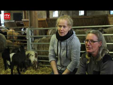 Herders in lammertijd: 'Nieuw leven, je wordt er echt blij van' - Herders in lammertijd: 'Nieuw leven, je wordt er echt blij van'