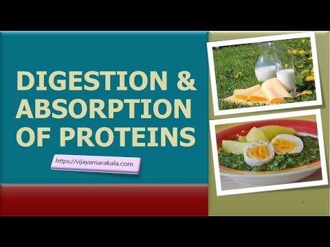 Digestion and absorption of proteins:  biochemistry