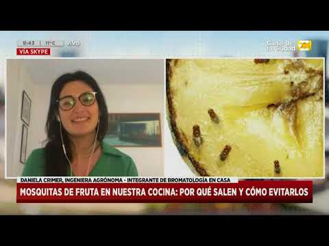 Video: ¿De dónde vienen las moscas de la fruta?