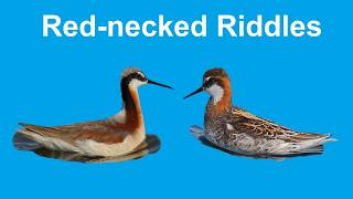 A Very Bad Name: Solving the Wilson's & Red-necked Phalarope ID Riddle