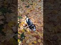 Золотава осінь ...