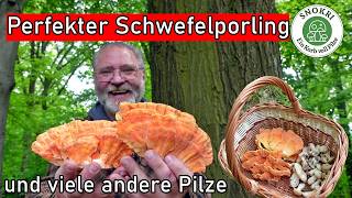 Perfekter Schwefelporling und viele andere Pilze - Frühlingspilztour im Mai 2026