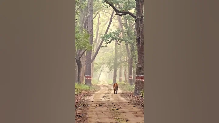 Video 7351721: tiger forest, bengal tiger walking, mother bengal