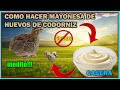 COMO HACER MAYONESA CASERA DE HUEVOS DE CODORNIZ. IMPERDIBLE