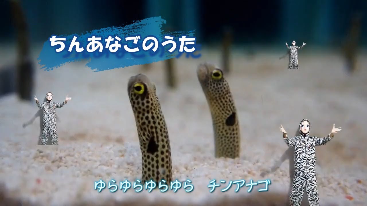 ちんあなごのうた（上品バージョン）を歌って、踊ろう！ kirakira
