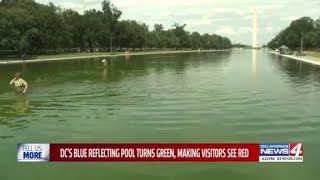 DC's blue reflecting pool turns green, making visitors see red