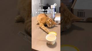 目を瞑っていれば見えてないと思ってる説｜PECO