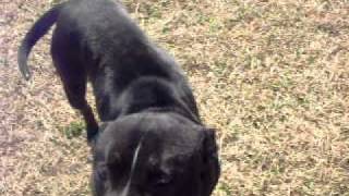 Meet Buddy A Terrier, Pit Bull Currently Available For Adoption At Petango 2152011 124727 A