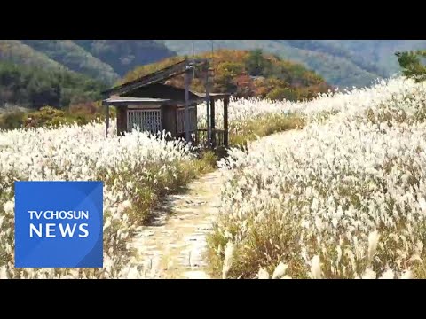 &amp;#39;축구장 100배&amp;#39; 밀양 사자평에 억새 만발…&amp;#39;<strong>은빛</strong> 물결 장관&amp;#39;