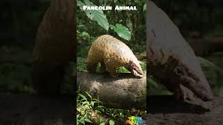 Pangolins order Pholidota family Manidae play a critical ecological role as specialized insectivores