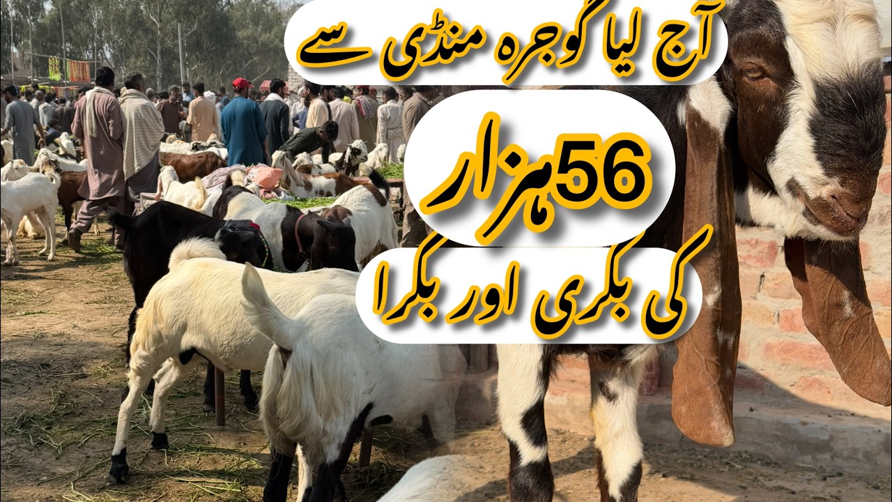 آج لیا گوجرہ منڈی سے 56ہزار کی بکری اور بکرا