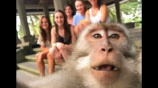 اندونيسيا | اليوم السادس (الرابع سياحيا) - جزيرة بالي Bali / غابة القرود Monkey Forest