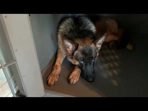 impact-stationary-dog-crate-for-german-shepherd---10-months-review