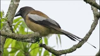 Melodious Call of Rufous Treepie - Rufous Treepie Sound - Rufous Treepie Song-Musical calls Treepie