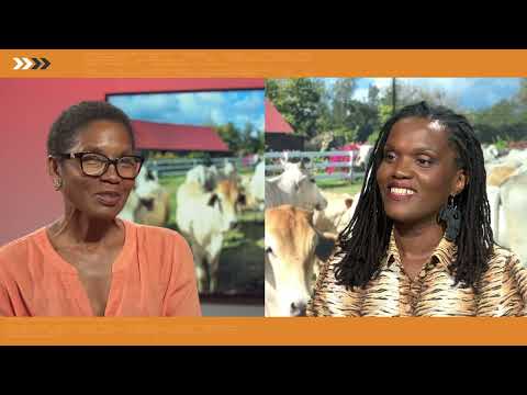 KOUTE SA: with Valérie Udino, cattle breeder and administrator of CODEM
