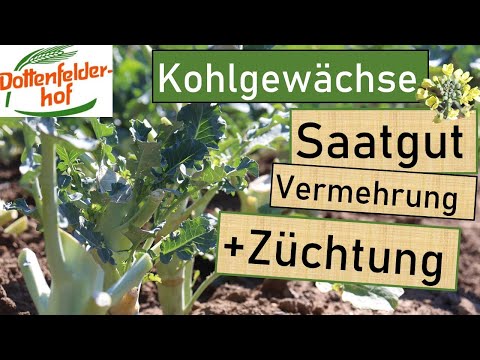 Video: Borretschsamen und -kräuter ernten – wann und wie man Borretsch erntet