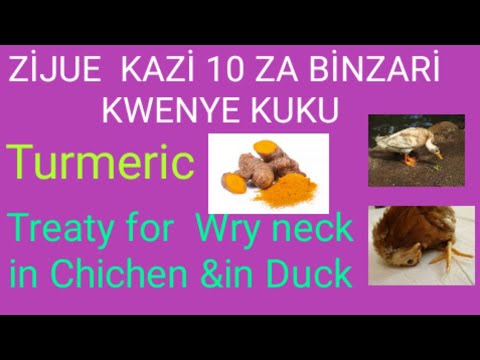 FAİDA 10 ZA BİNZARİ  KWA KUKU/Ten Benefits of Turmeric  for Chickens