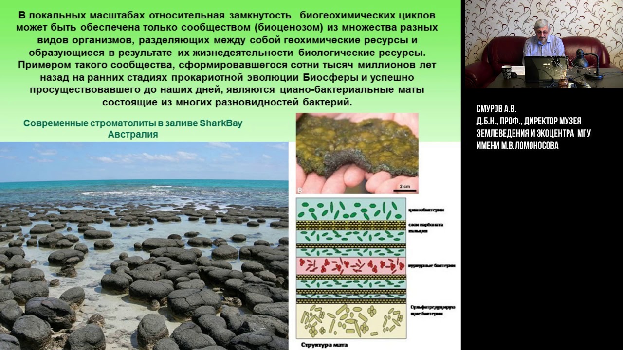 Биосфера - глобальная экосистема Земли. - YouTube