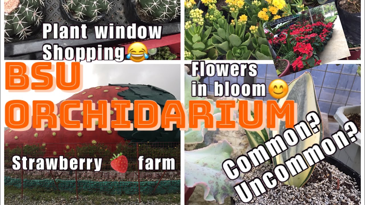 BSU Orchidarium Benguet cactus & succulents