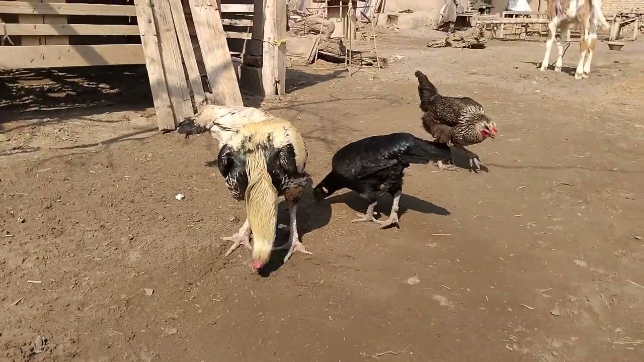 Village Morning Sunshine 🌅 | Desi Rooster & Hens Feeding in Courtyard | Peaceful Rural Life