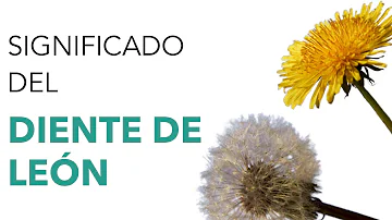 ¿Qué pasa si pides un deseo a un diente de león?