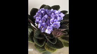Drinkwater Flowers & Design 819 Lafayette Rd Hampton NH 03842 (603) 926-4181 Hampton Florist