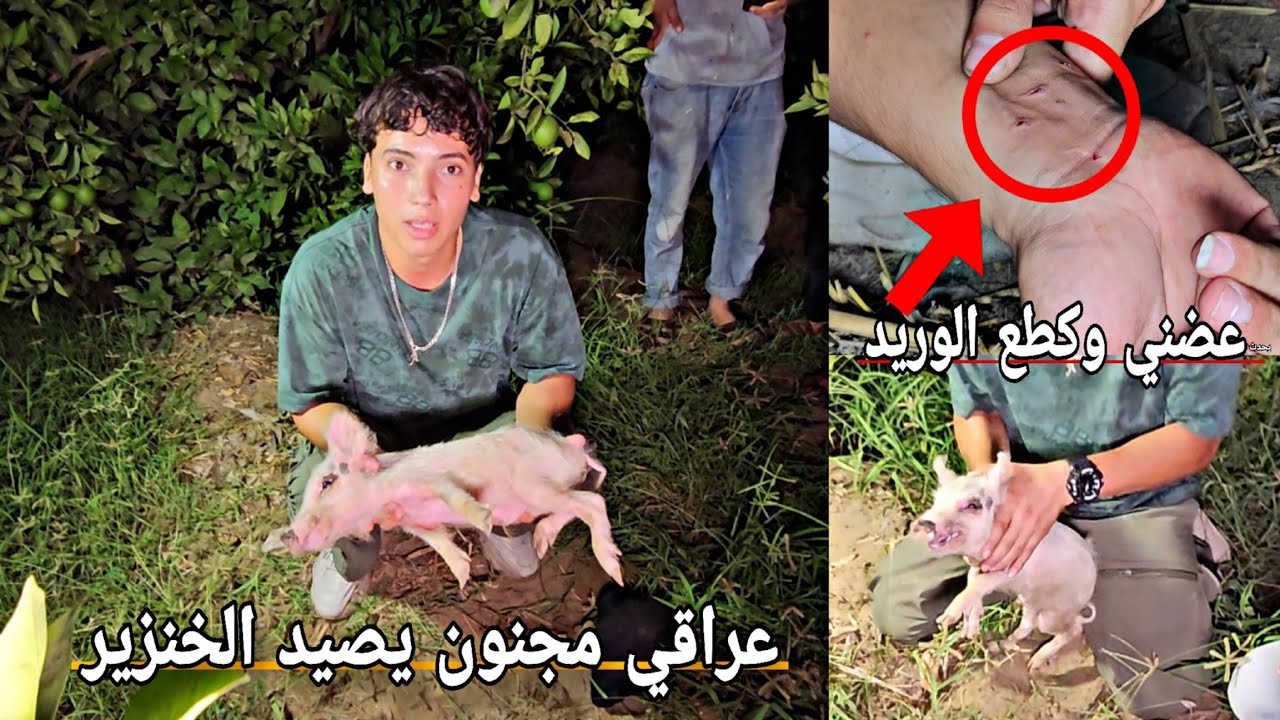 صيد الخنازير في مصر || عليكة الذيب