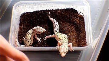 TOTAL ECLIPSE PROJECT UPDATE 01-18-15