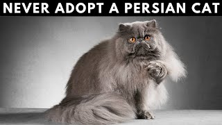 16 Reasons Why NOT to Get a Persian Cat