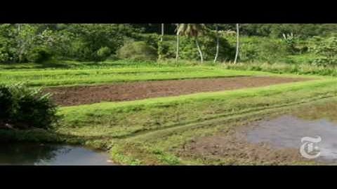 Science: Battling Alien Algae - NYTimes.com/Video