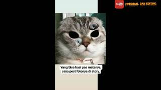 Video Status WhatsApp 30 detik | status wa kucing | story wa aneh!!! | status wa lucu | story wa.