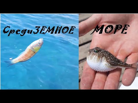 Рыбалка на Средиземном море ЯДОВИТАЯ РЫБА ФУГУ