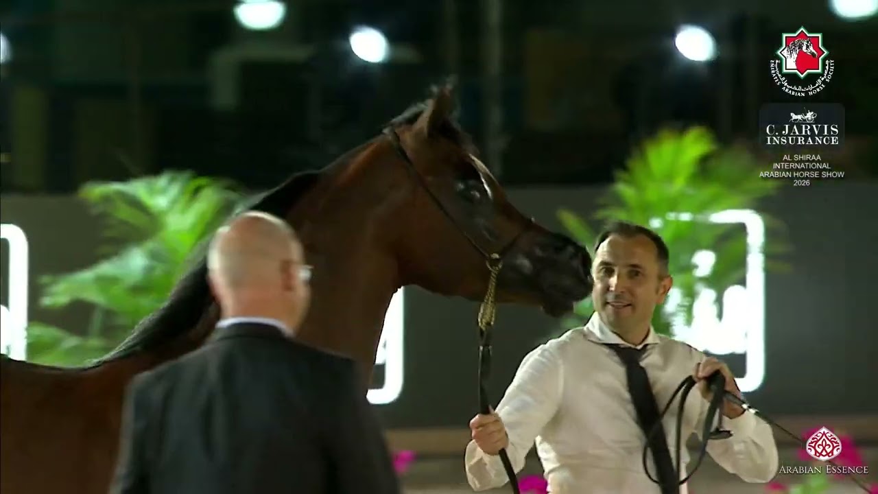 Аль-Шираа, 2026 год, класс 7B