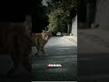 Dogs betray you in 3 days flat