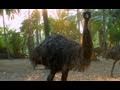 Emu Farm Mythree Garden  Palakkad  Kerala