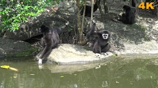White - handed Gibbon / Black  白手長臂猿 / 黑色  (  2016 Ultra HD 4K  HDR  )