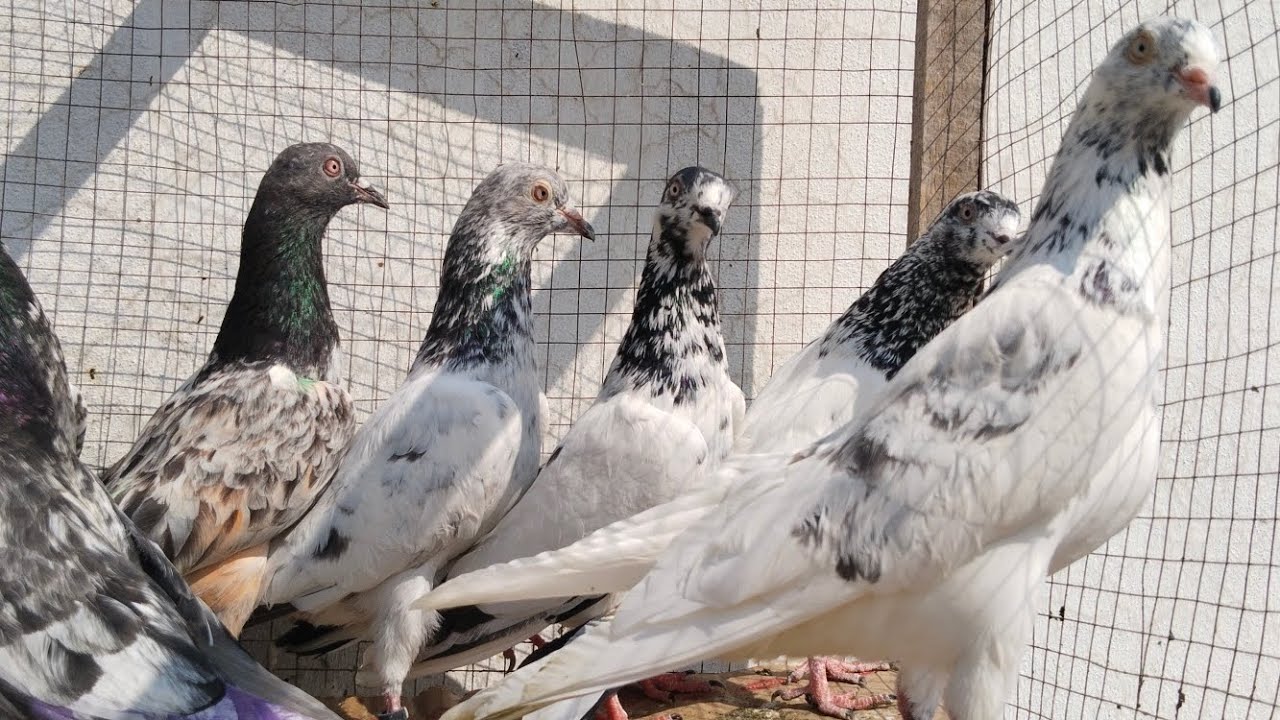 ما شاء اللہ بریڈر مادیاں10 اچھی کوالٹی کی ریٹ فائنل7000 کی03260112462 لوکیشن جہلم سرائے عالمگیر 