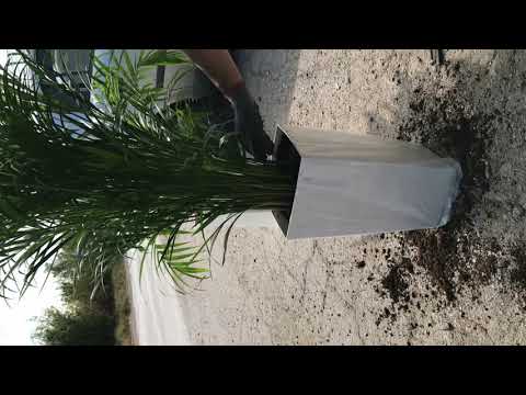 Как се прави пресаждане на палма Арека - Areca sp. в нова стилна саксия