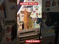 George the Cat takes over BigJ’s Studio!!! #knives #shorts #kitten #art #youtubeshorts