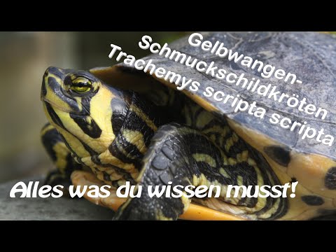 Video: Was fressen Gelbe Schmuckschildkröten?