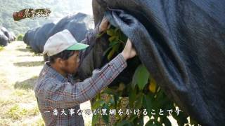 高雄農業物語館-レンブ(蓮霧) - YouTube