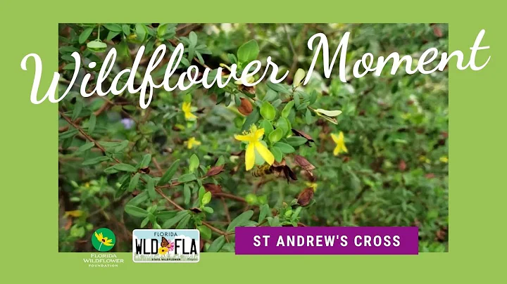 Wildflower Moment: St. Andrew's cross