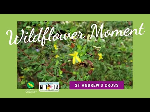 Video: Co je kříž svatého Ondřeje: Další informace o kříži svatého Ondřeje Wildflowers