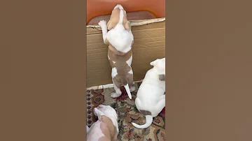 الجراوي بتدور علي امهم Dog Pitbull كلاب Foryou Puppy Malinois Pets 