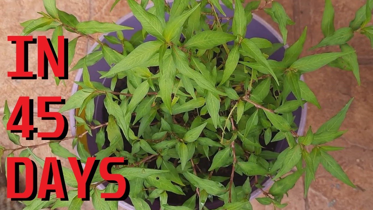 How to grow Vietnamese Coriander from stem cutting - YouTube