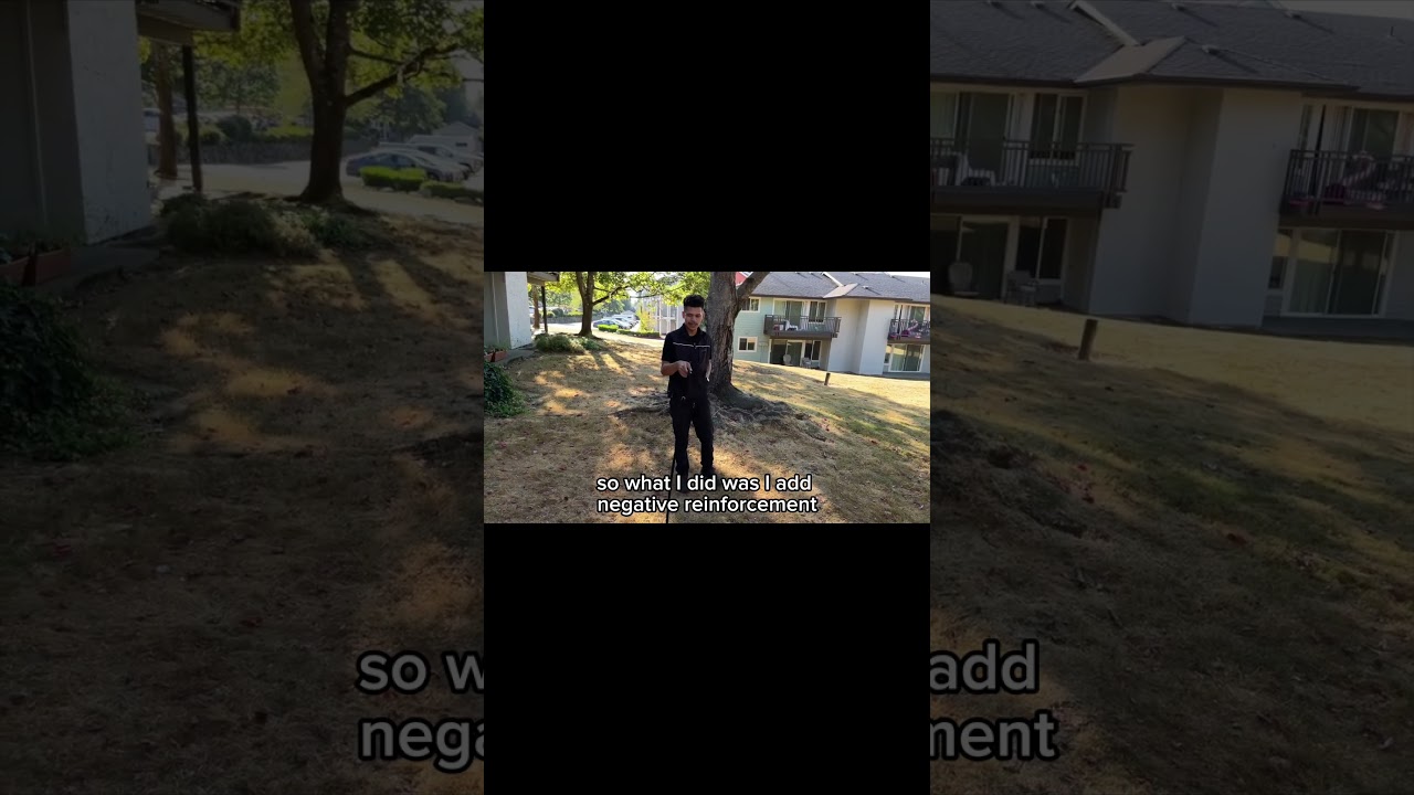 Устраните проблему отзыва вашей собаки СЕЙЧАС!