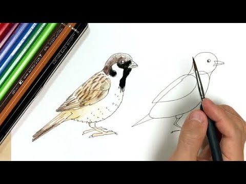 Sparrow How To Draw Pen And Colored Pencil Pictures Easy Illustration Youtube