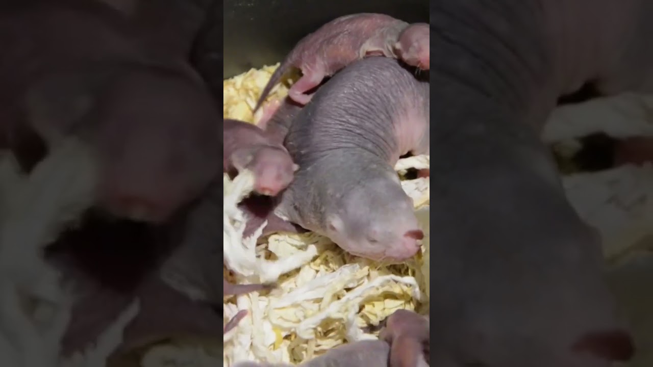 La rata topo el animal que es inmune al cáncer 🤔🐭￼ 