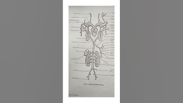 XI Zoology practical book+ journal #practical #viral #new #shorts #boardexam  #exam #boardexam