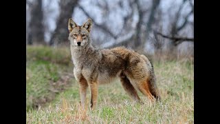 Fairfield city leaders continue review of coyote containment plan